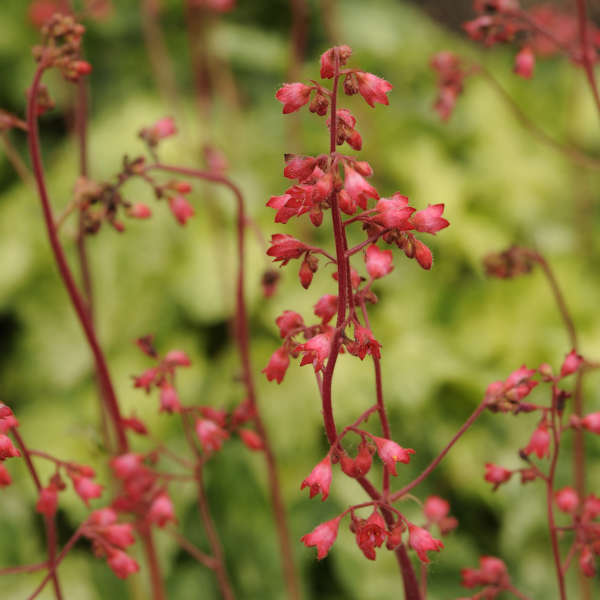 Heuchera 'Hercules' Coral Bells