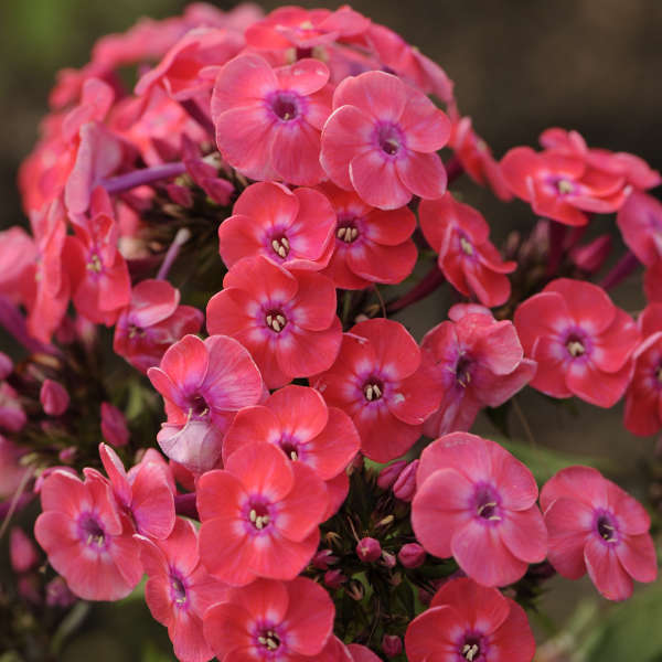 Phlox paniculata JUNIOR™ Dance PP16059 | Perennial Resource