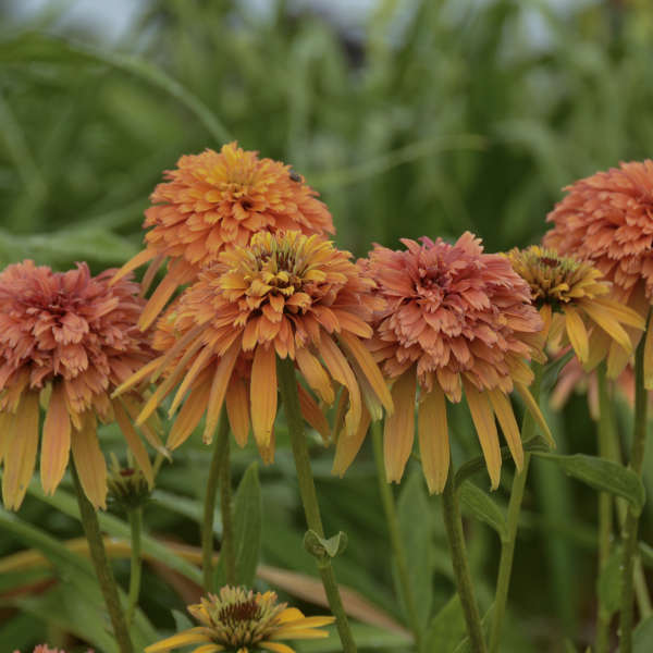 Echinacea 'Marmalade' Coneflower