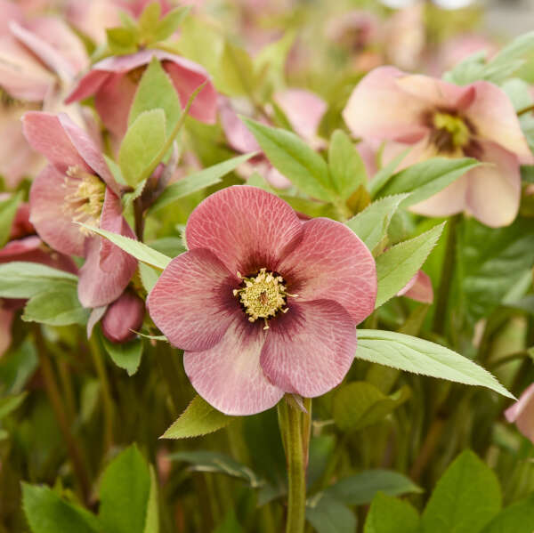 Helleborus 'Sandy Shores' Lenten Rose