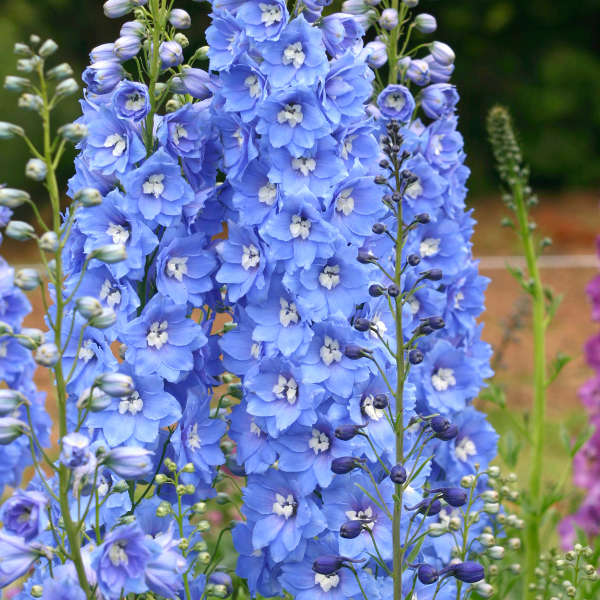 Delphinium 'Sunny Skies' Hybrid Bee Delphinium