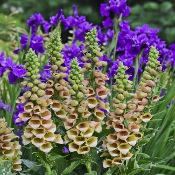 Digitalis 'Polkadot Polly' Perennial Resource