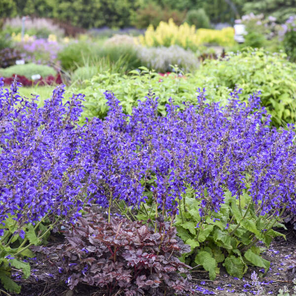Salvia 'Dark Sky' Perennial Salvia