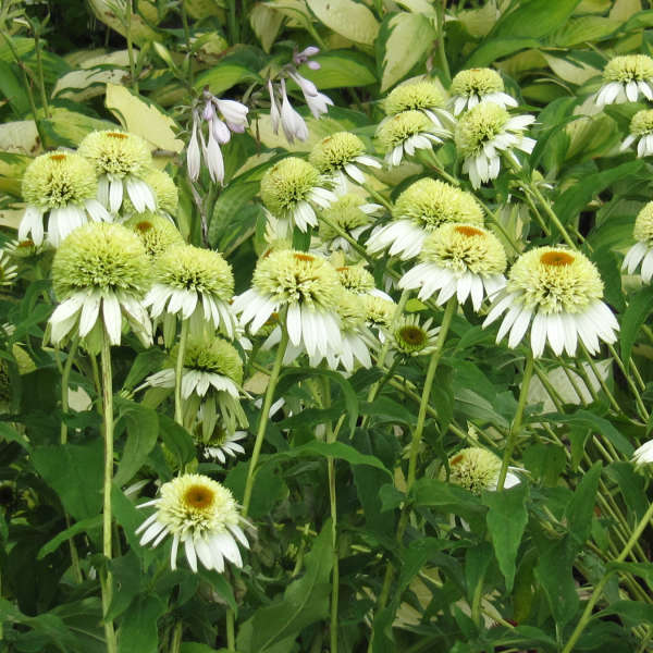 Echinacea 'Coconut Lime' Coneflower