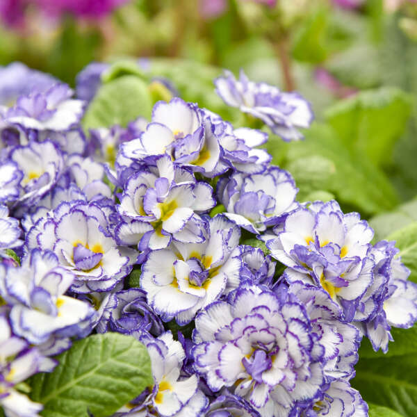 Primula BELARINA® RHAPSODY Primrose