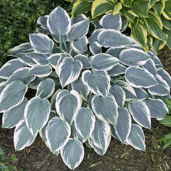 Hosta 'El Nino' Hosta