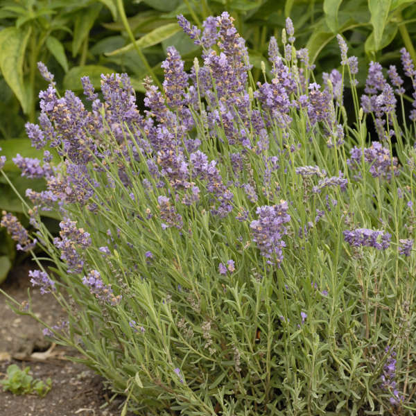 Lavandula 'Ellagance Purple' English Lavender