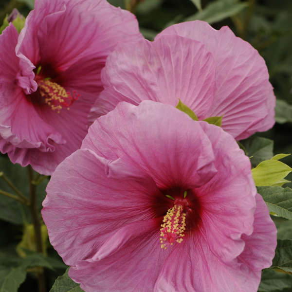 Hibiscus 'Fantasia' Rose Mallow