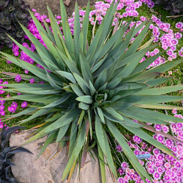 Yucca 'Dragon Slayer' Adam's Needle