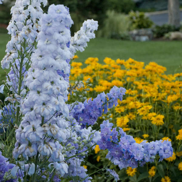 Delphinium 'Sunny Skies' Hybrid Bee Delphinium