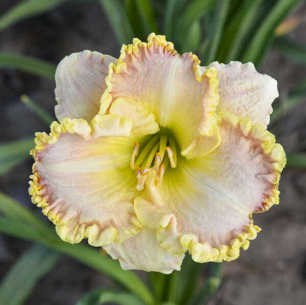 Hemerocallis 'Singular Sensation' Daylily