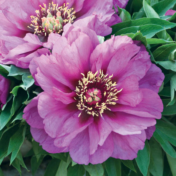 Paeonia 'Morning Lilac' Intersectional Peony