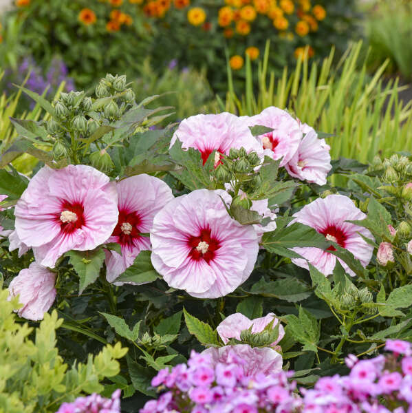 Hibiscus 'All Eyes on Me' Rose Mallow