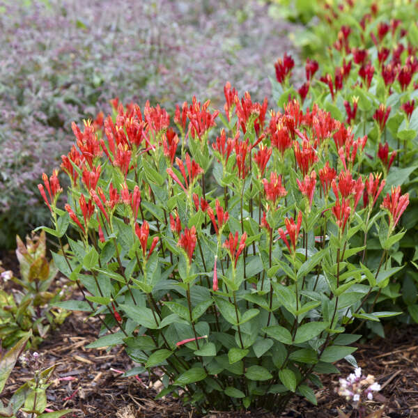 Spigelia 'Orange Slices' Spigelia