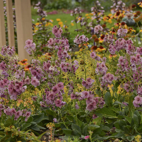 Verbascum 'Plum Smokey' Mullein