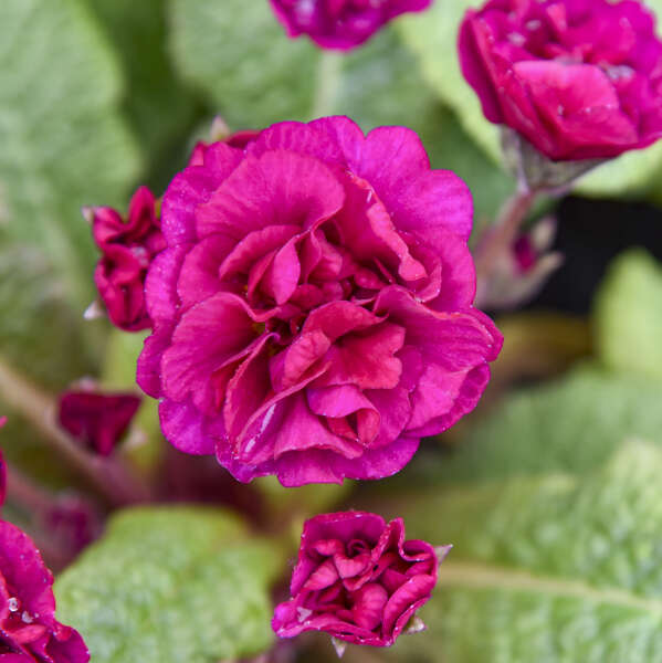 Primula BELARINA® BERRY DARLING Primrose