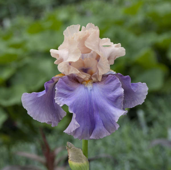 Iris 'Poem of Ecstasy' Tall Bearded Iris