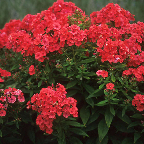 Phlox 'Orange Perfection' Tall Garden Phlox