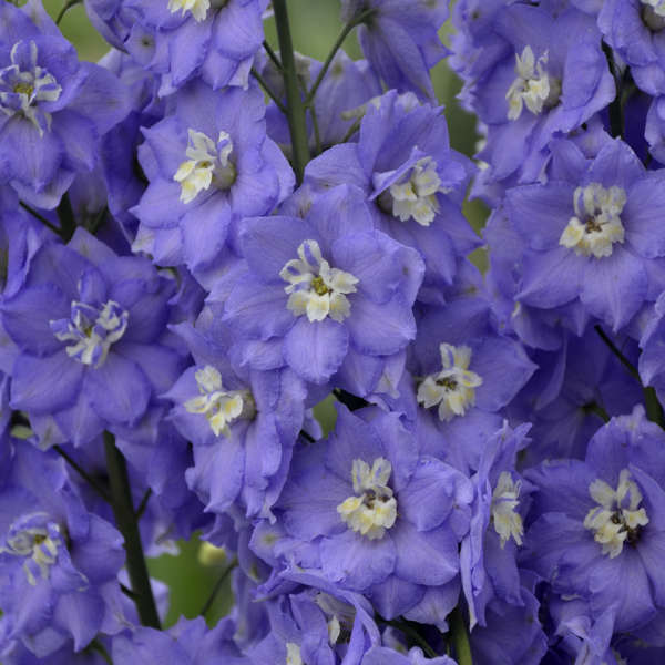 Delphinium 'Lilac Ladies' Hybrid Bee Delphinium