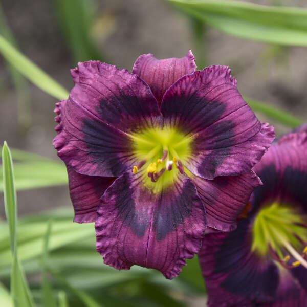 Hemerocallis 'Kansas Kitten' Daylily