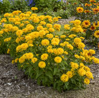 Heliopsis 'Rays for Days'