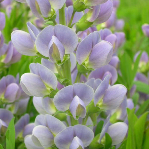 Baptisia STARLITE PRAIRIEBLUES™ False Indigo