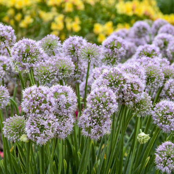 Allium 'Bubble Bath' Ornamental Onion