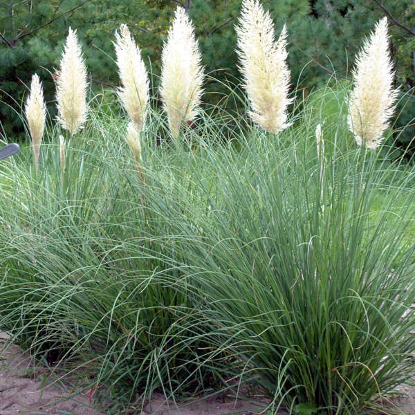 Cortaderia 'Pumila' Dwarf Pampas Grass