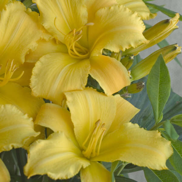 Hemerocallis 'Mary Todd' Daylily