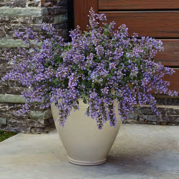 Nepeta 'Cat's Meow' Catmint