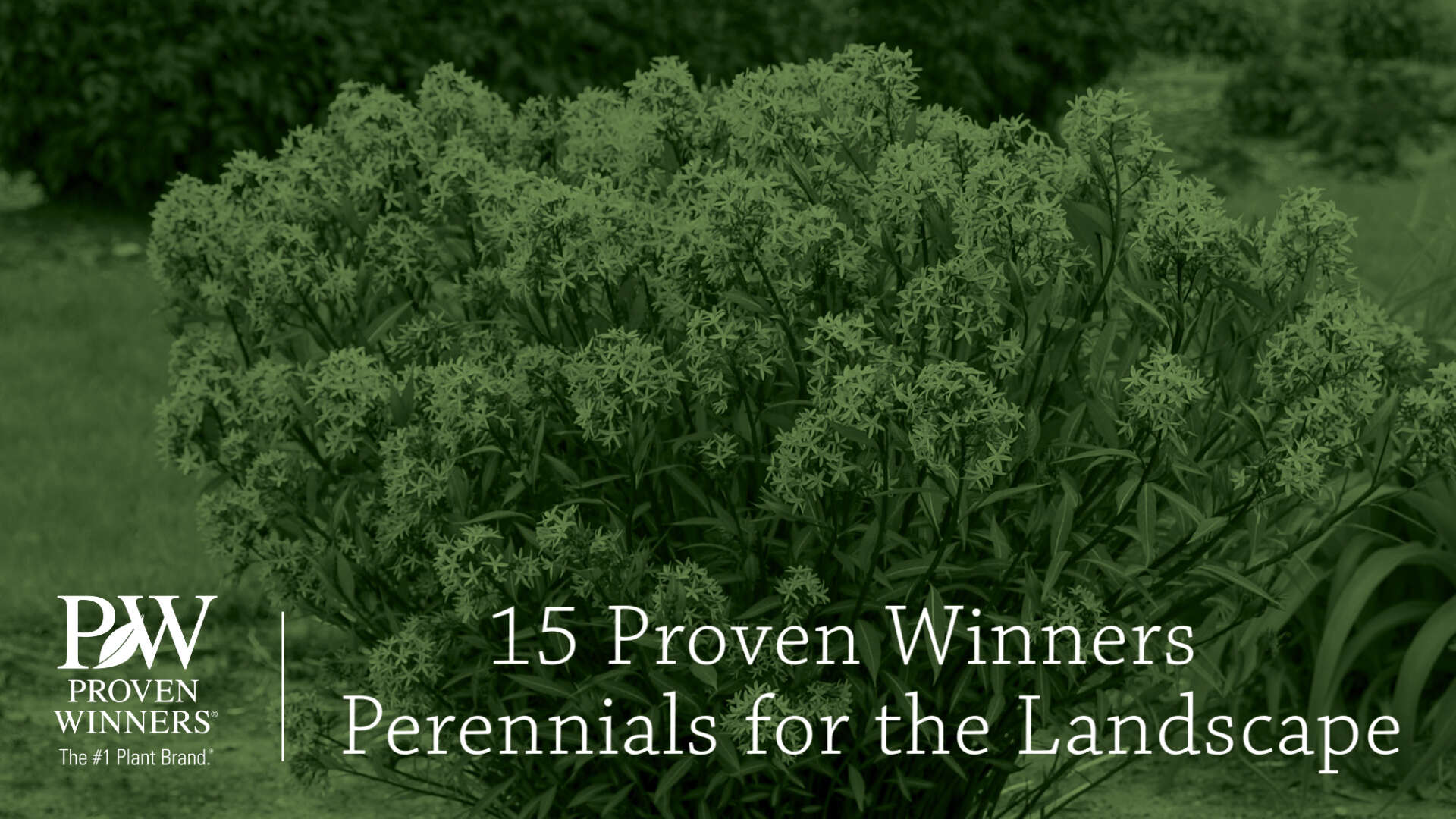 15 Proven Winners Perennials for the Landscape