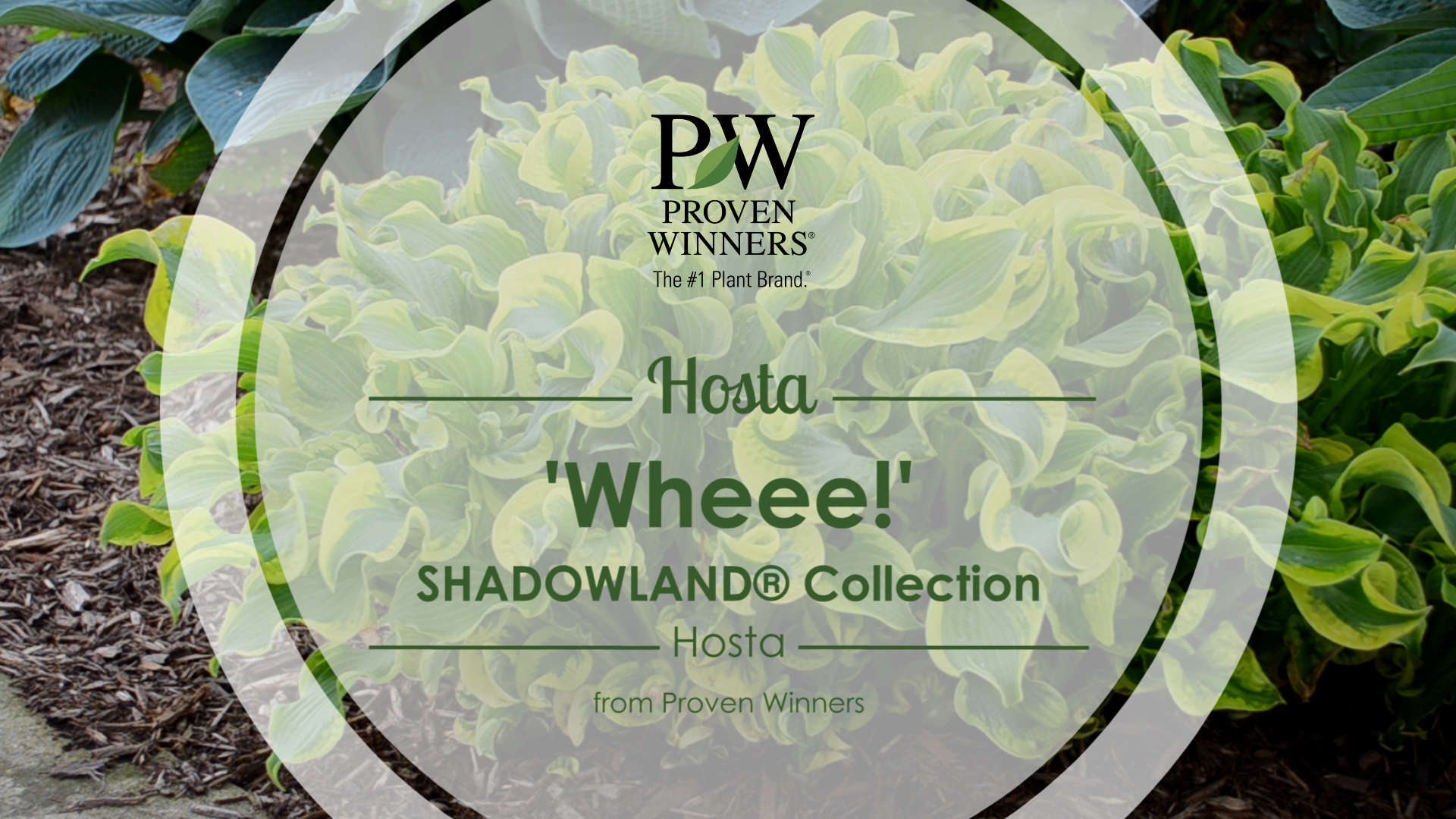Hosta Shadowland® 'Wheee!'