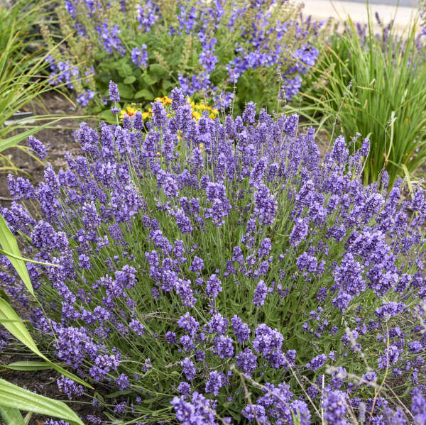 'Summer Serenade' <em>Lavandula angustifolia</em>