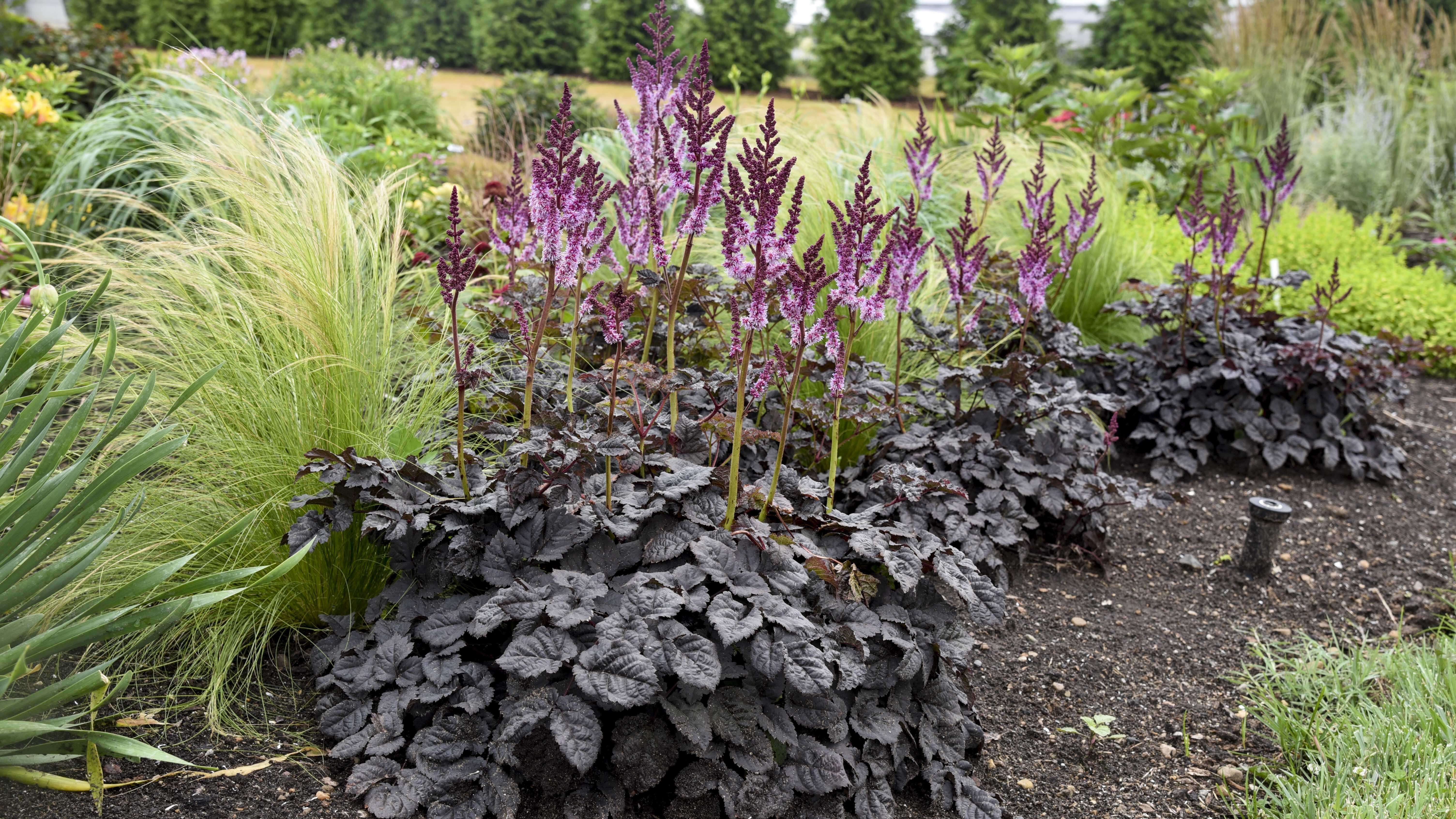 Coming 2023! New Perennials to try for Midsummer Impact