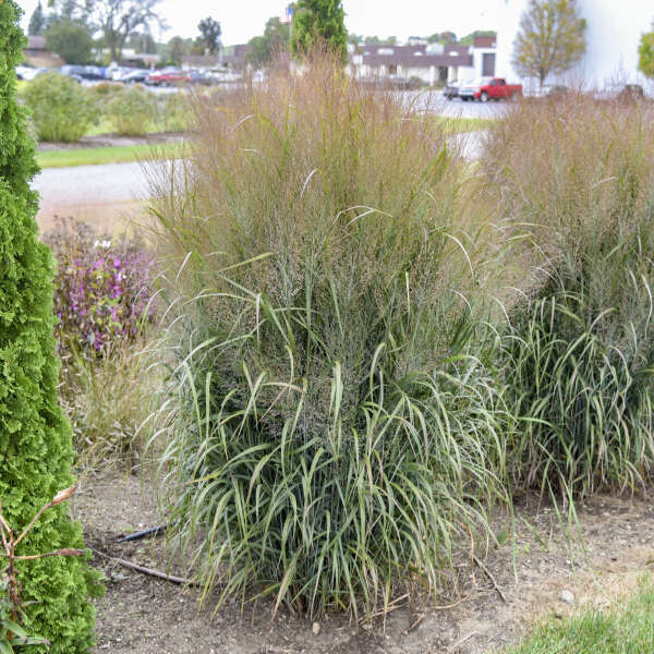 PRAIRIE WINDS® 'October Sky' <em>Panicum virgatum</em>