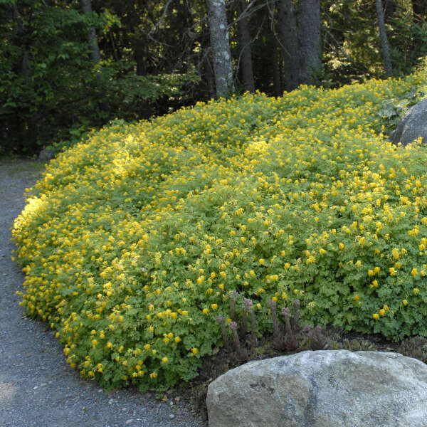 <em>Corydalis lutea</em>  (Yellow Corydalis)