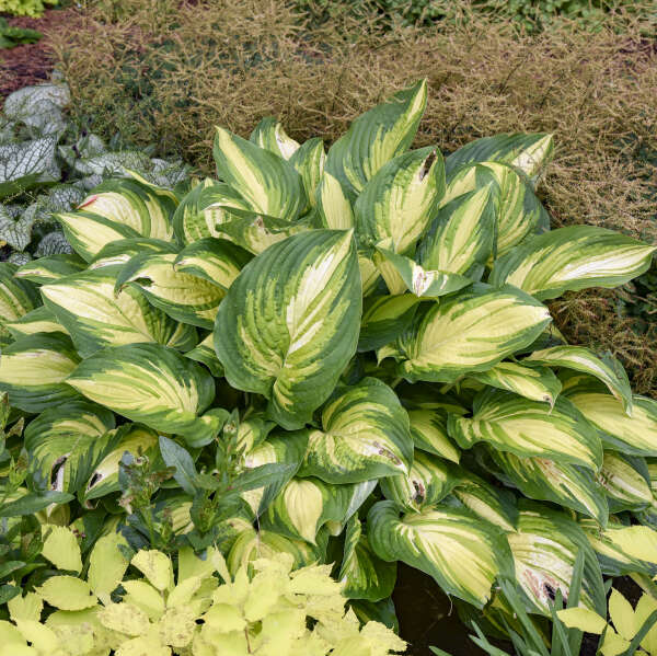 SHADOWLAND&reg; 'Affair to Remember' <em>Hosta</em>