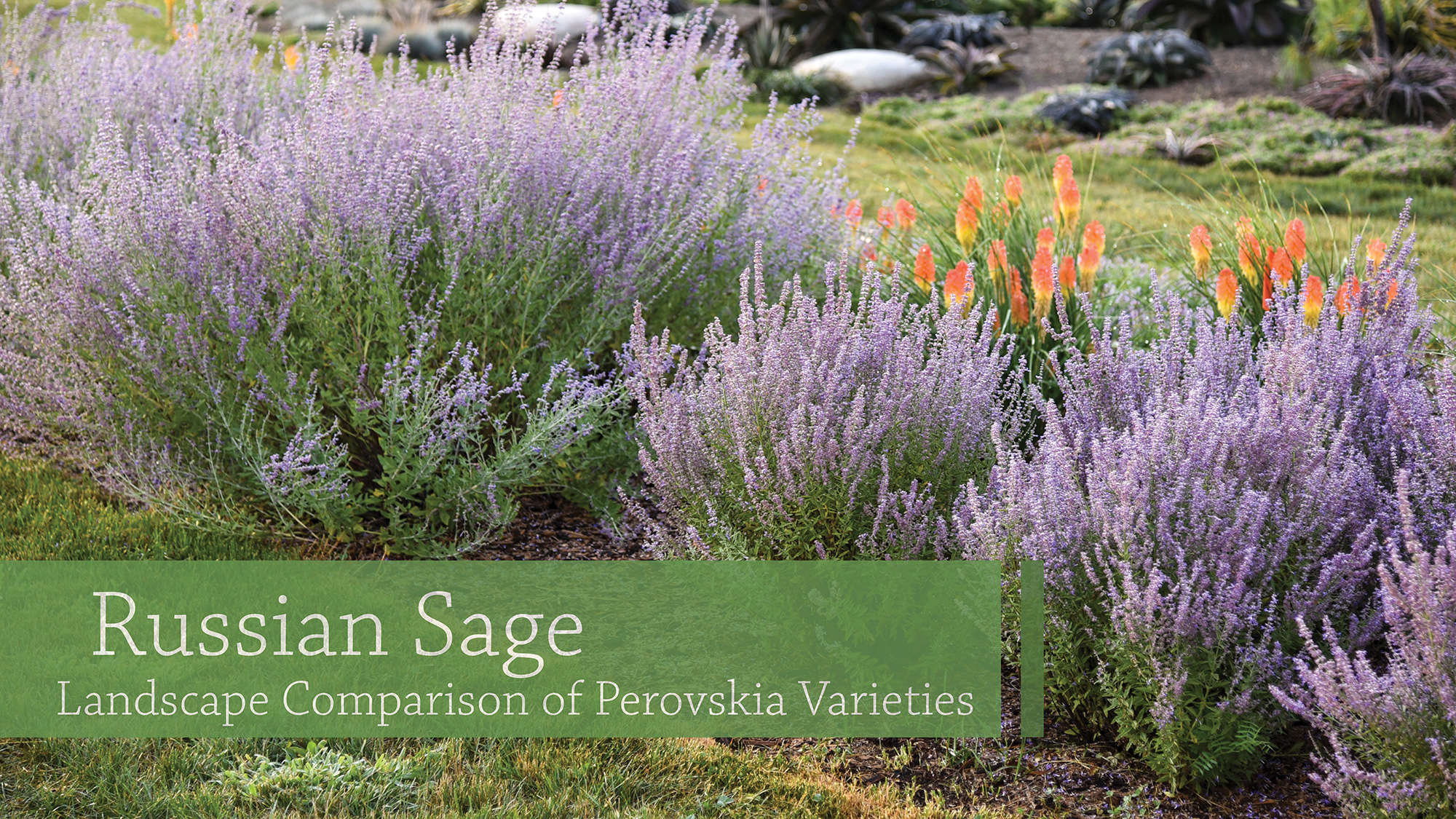 Denim 'n Lace' - Russian Sage - Perovskia atriplicifolia