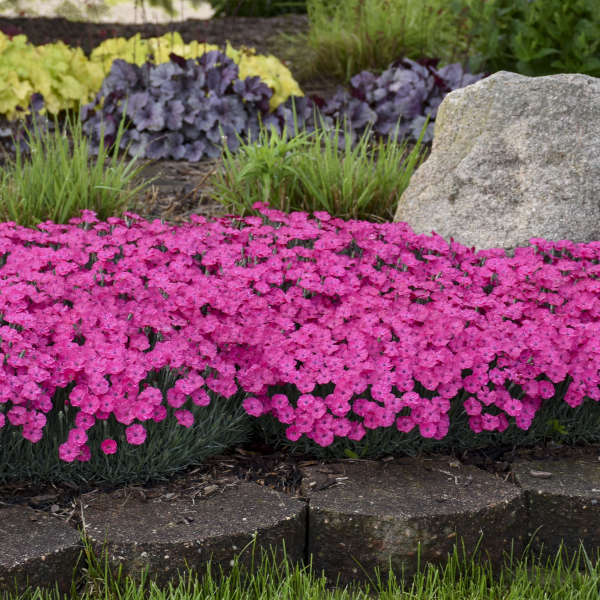 Pink Perennials Walters Gardens Inc