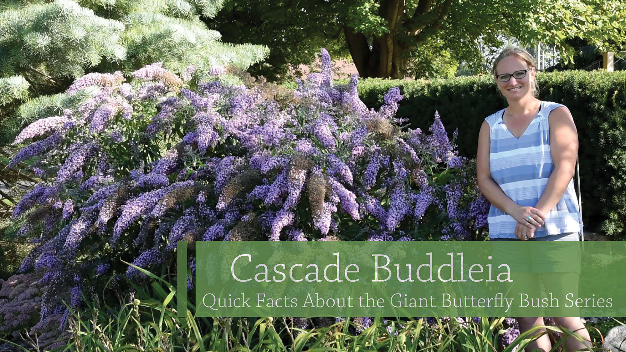 Buddleia Cascade Series Comparison