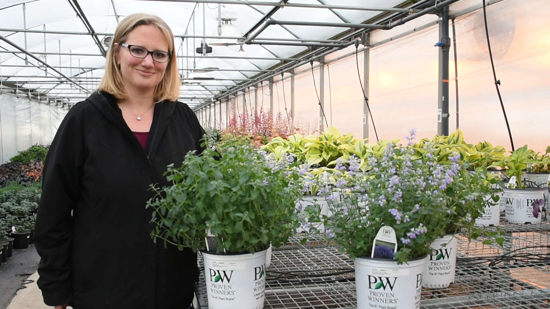 Catmint (Nepeta 'Cat's Pajamas') in the Catmints Database 