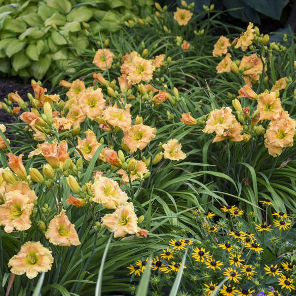 Photo Essay 19 Of The Most Popular Perennials Perennial Resource