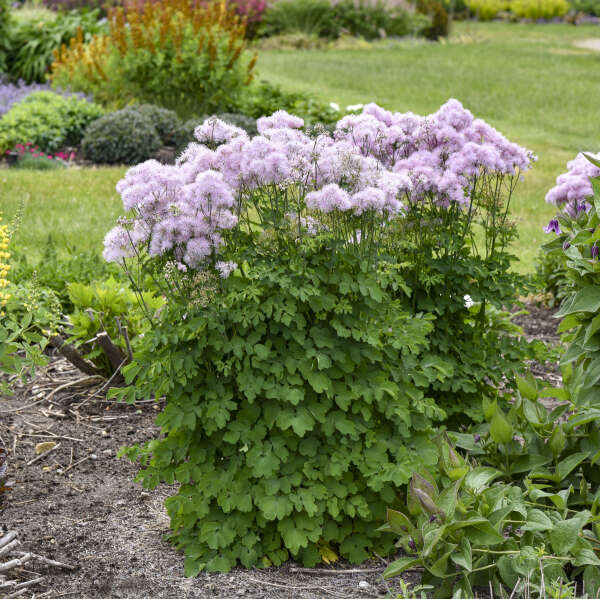 'Cotton Candy' <em>Thalictrum</em>