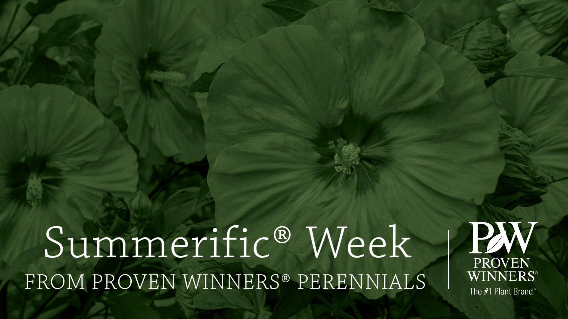 Summerific Week | Celebrating Summerific Hibiscus