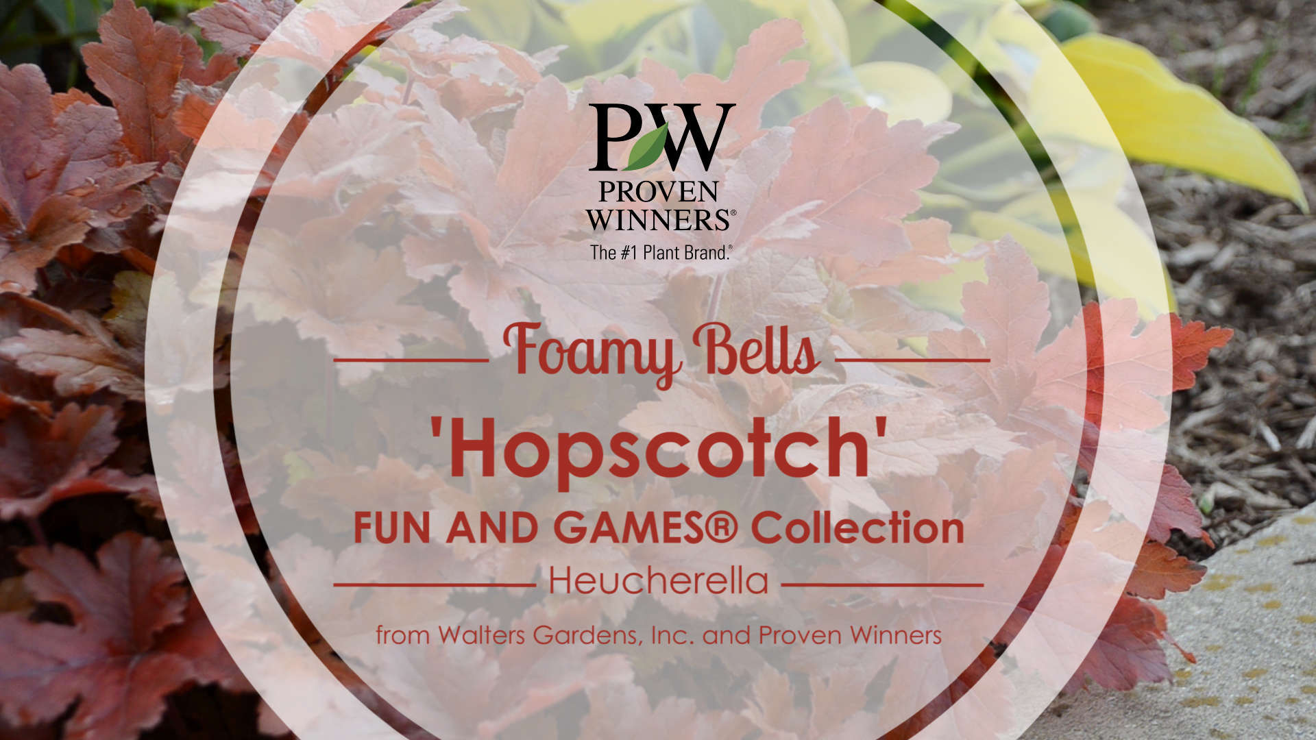 Heucherella 'Hopscotch' Foamy Bells
