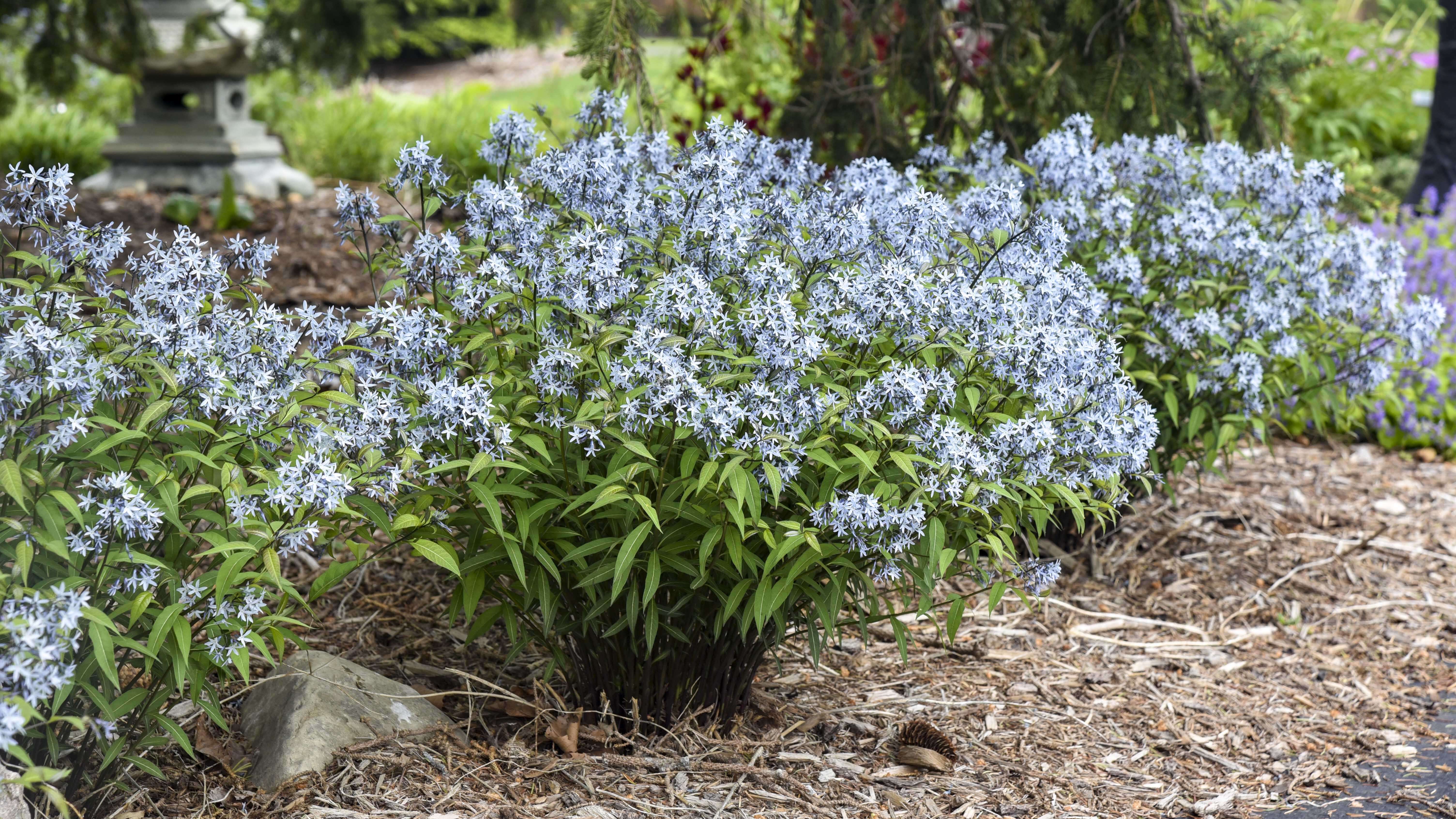 amsonia string theory