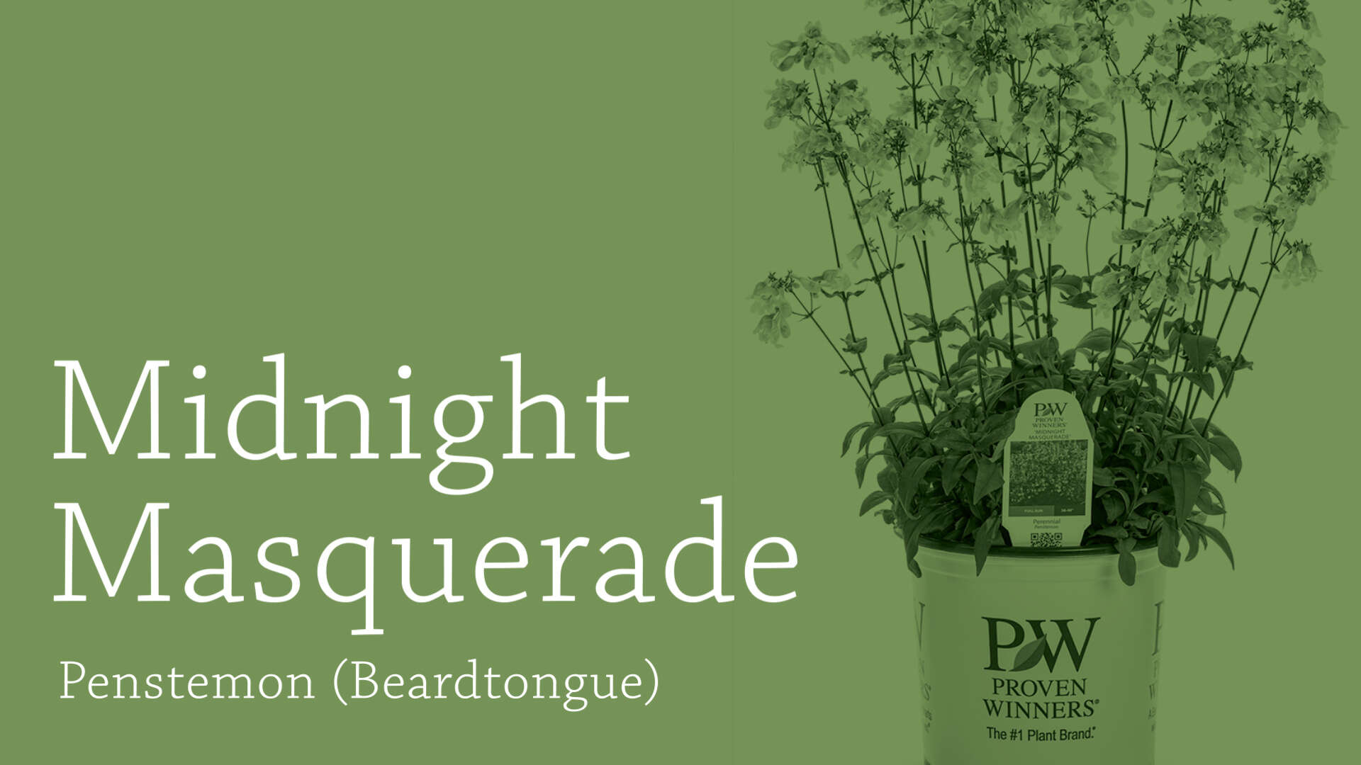 Penstemon 'Midnight Masquerade' Culture and Production Tips