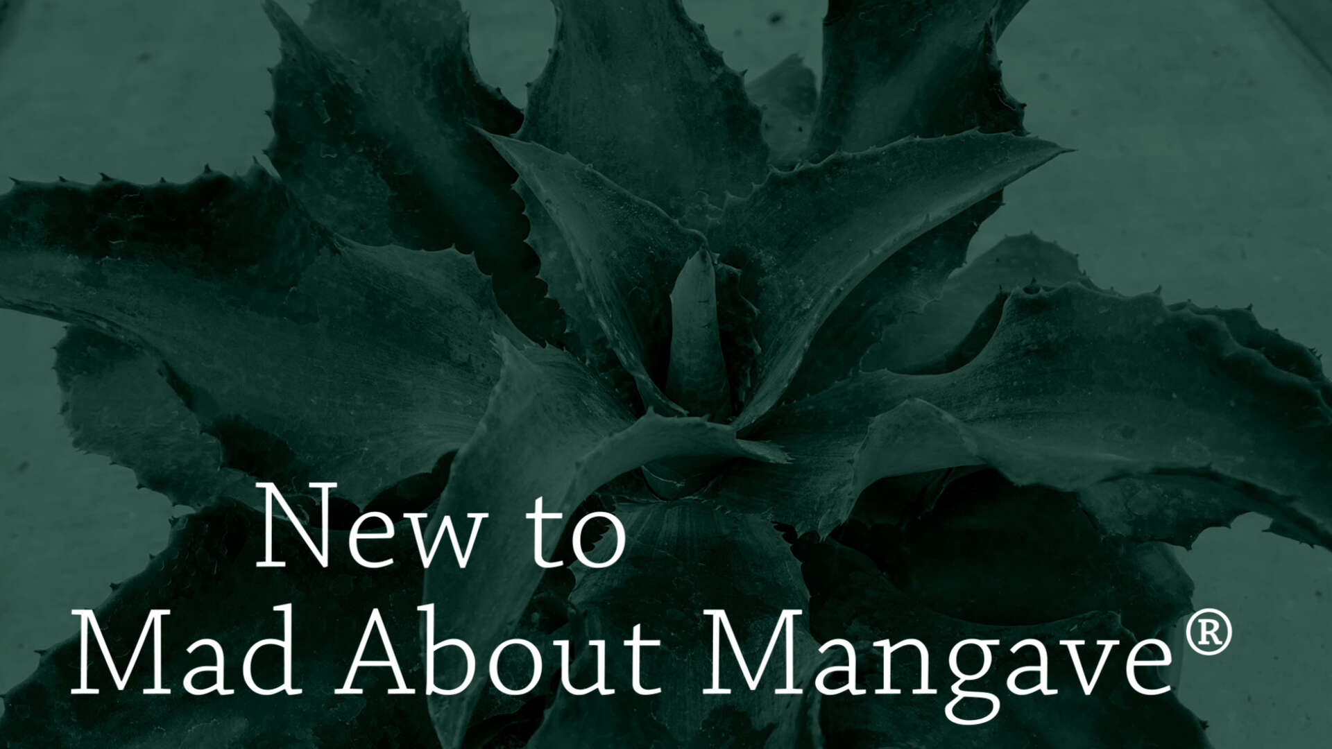 New Can't Miss Succulent Hybrids if You're Mad About Mangave
