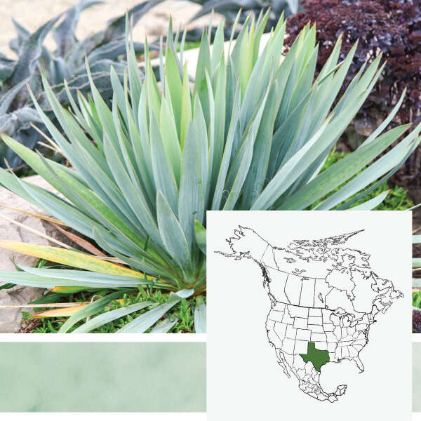 'Dragon Slayer' <em>Yucca</em>