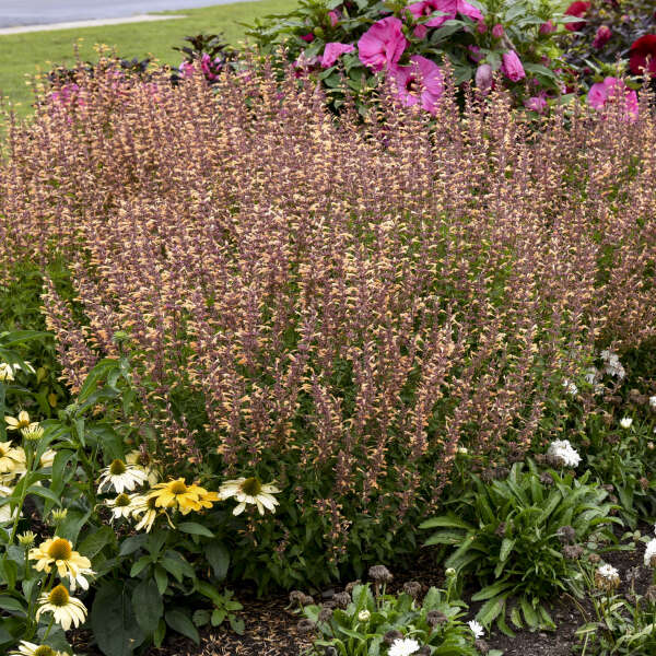 MEANT TO BEE™ 'Queen Nectarine' <em>Agastache</em>